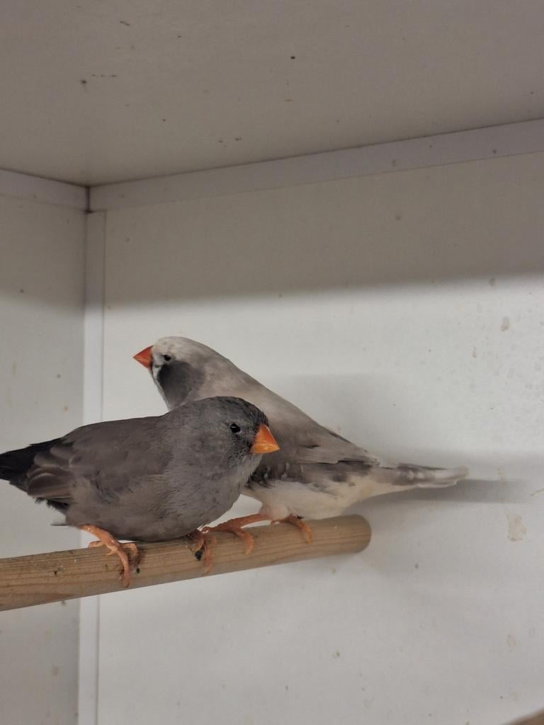 Charcoal wang zwartwang zebravink, Dieren en Toebehoren, Vogels | Overige Vogels, Meerdere dieren