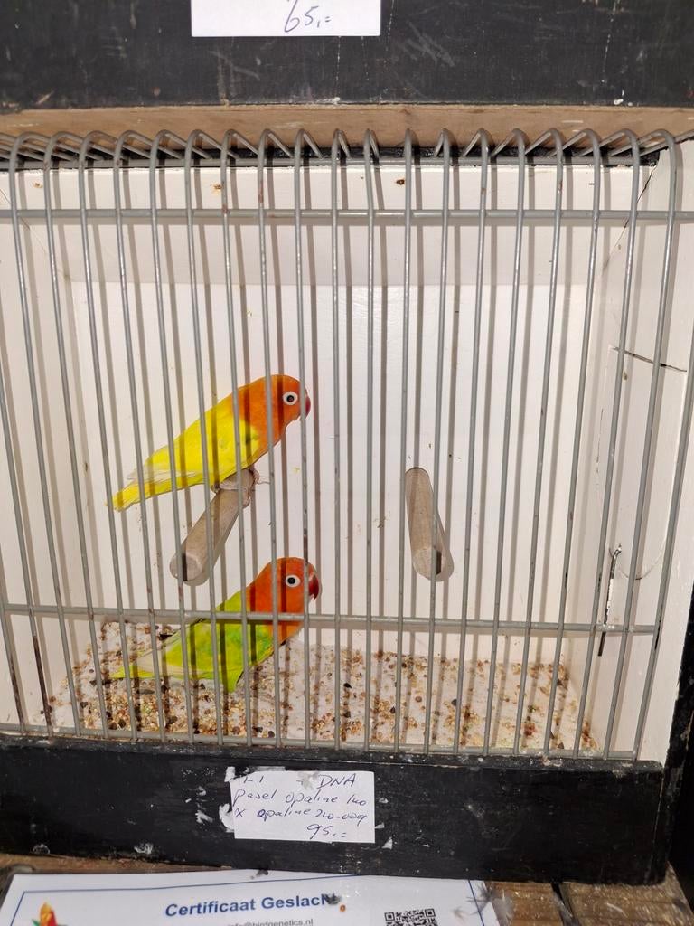 Opaline creme ino x opaline gele zwartoog, Meerdere dieren, Dwergpapegaai of Agapornis, Geringd