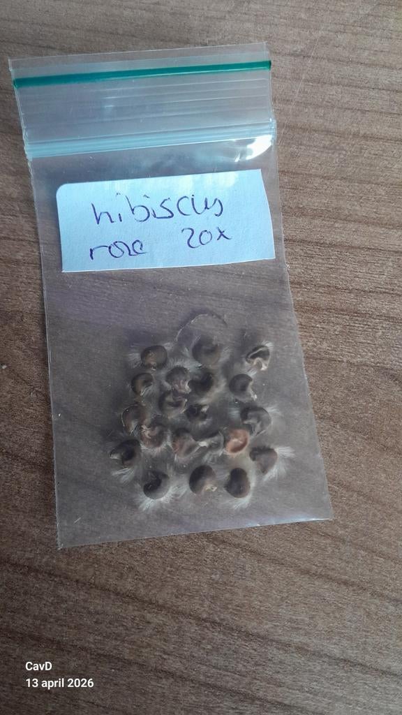 Hibiscus zaden - Rooskleurige bloemen, Ophalen of Verzenden, Voorjaar, Volle zon, Zaad