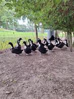 Legeenden  zwartwitborst  goede legeenden, Dieren en Toebehoren, Pluimvee, Mannelijk, Kip