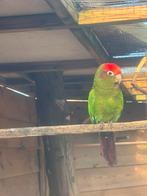 Broedrijpe pyrrhura man (roodkop ), Dieren en Toebehoren, Mannelijk, Parkiet