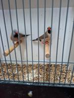 Koppel spitsstaarten, Dieren en Toebehoren, Meerdere dieren