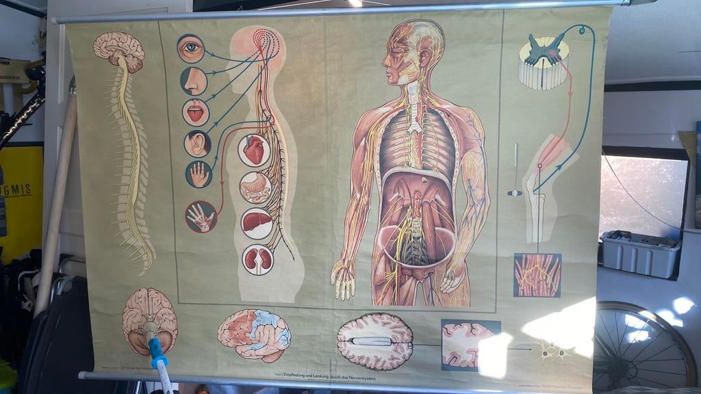 Zenuwstelsel, Ophalen, Aardrijkskunde