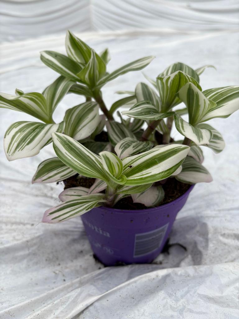 Tradescantia White, Huis en Inrichting, Kamerplanten, Ophalen of Verzenden, Halfschaduw, Minder dan 100 cm