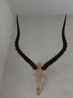 Schedel Impala Zuid Afrika bok 65*41 hoorns, Verzamelen, Dierenverzamelingen, Ophalen of Verzenden, Schedel