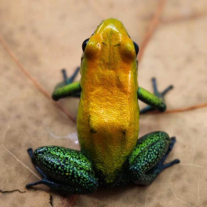 Phyllobates bicolor – Nakweek september 2025