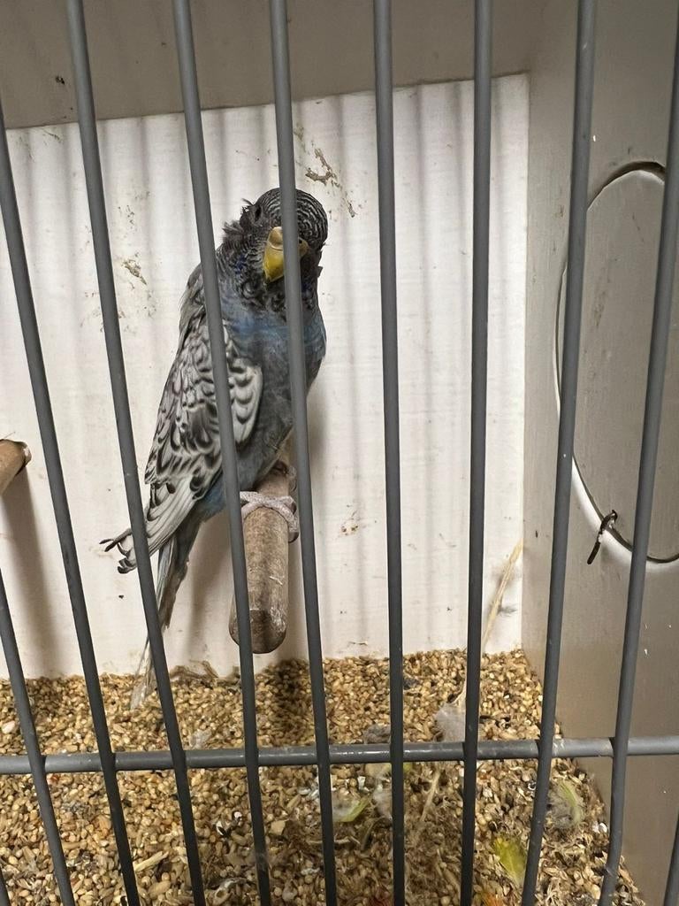 Melanistic blackface split blackwing pop, Dieren en Toebehoren, Vrouwelijk, Parkiet, Geringd