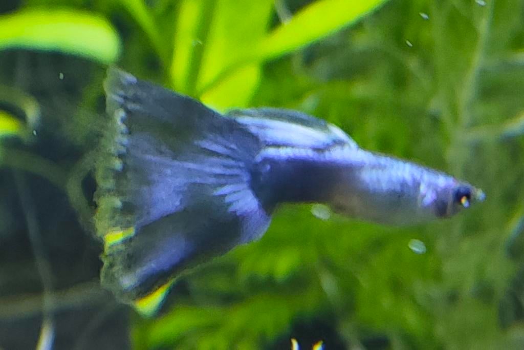 Blue Moscow guppy - blue moscow mannetje, Dieren en Toebehoren, Vis, Zoetwatervis, Schoolvis