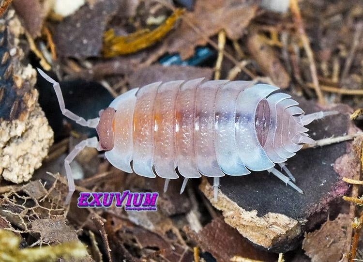 Porcellio scaber Morph Mix isopods / pissebedden, Dieren en Toebehoren, Insecten en Spinnen, Overige soorten