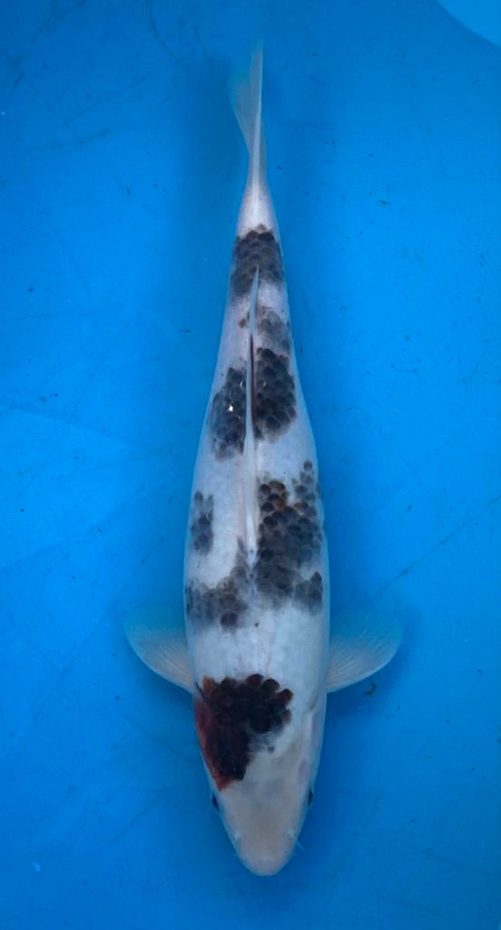 Koopje: leuke goromo, nisai, 33 cm, kweker Sakazume, Karper of Koi