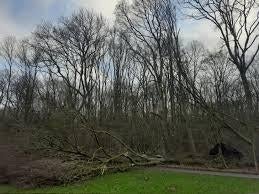 Gezocht, bomen die weg mogen regio Alblasserwaard, Tuin en Terras, Planten | Bomen, Ophalen, Volle zon, Overige soorten, 100 tot 250 cm