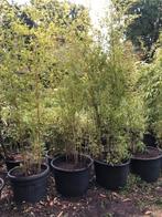 Bamboe struik in grote kuip . tot ongeveer 4 meter hoog . gr, Ophalen, Overige soorten, Struik, 100 tot 250 cm