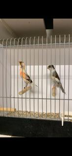 Zeer mooi koppel harlekijn kanaries, Dieren en Toebehoren, Vogels | Kanaries, Meerdere dieren, Postuurkanarie