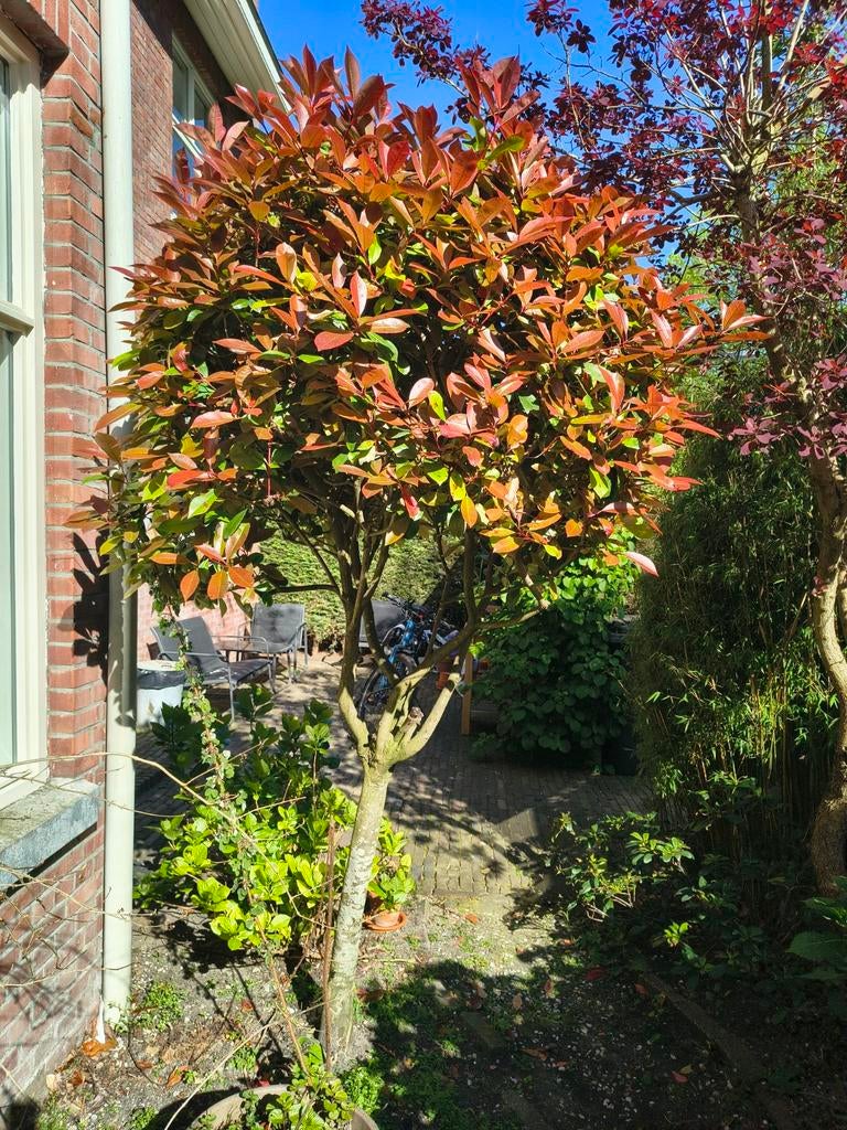 Glansmispel Red Robin op stam - ca. 2.5 meter hoog, Tuin en Terras, Ophalen, Halfschaduw