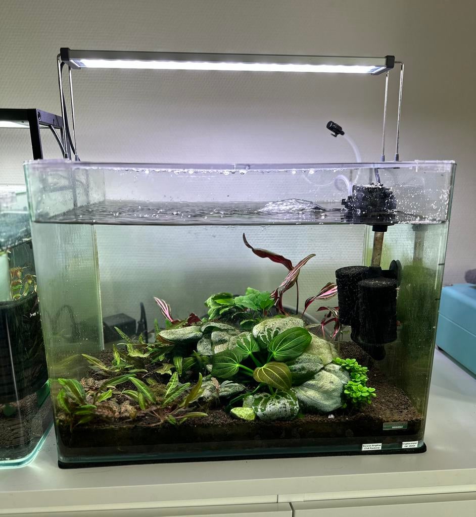 Dennerle nano cube Volledig ingedraaid aquarium, Ophalen, Inclusief planten, Dennerle, Gevuld zoetwateraquarium
