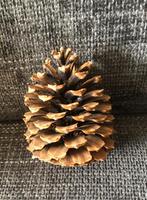 Decoratie dennenappel, Ophalen of Verzenden, Gebruikt