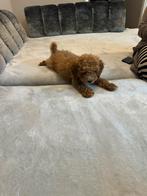 Poedel, Poedel, België, Particulier, Reu