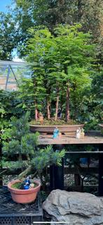 Bonsai Metasequoia, Ophalen, Zo goed als nieuw
