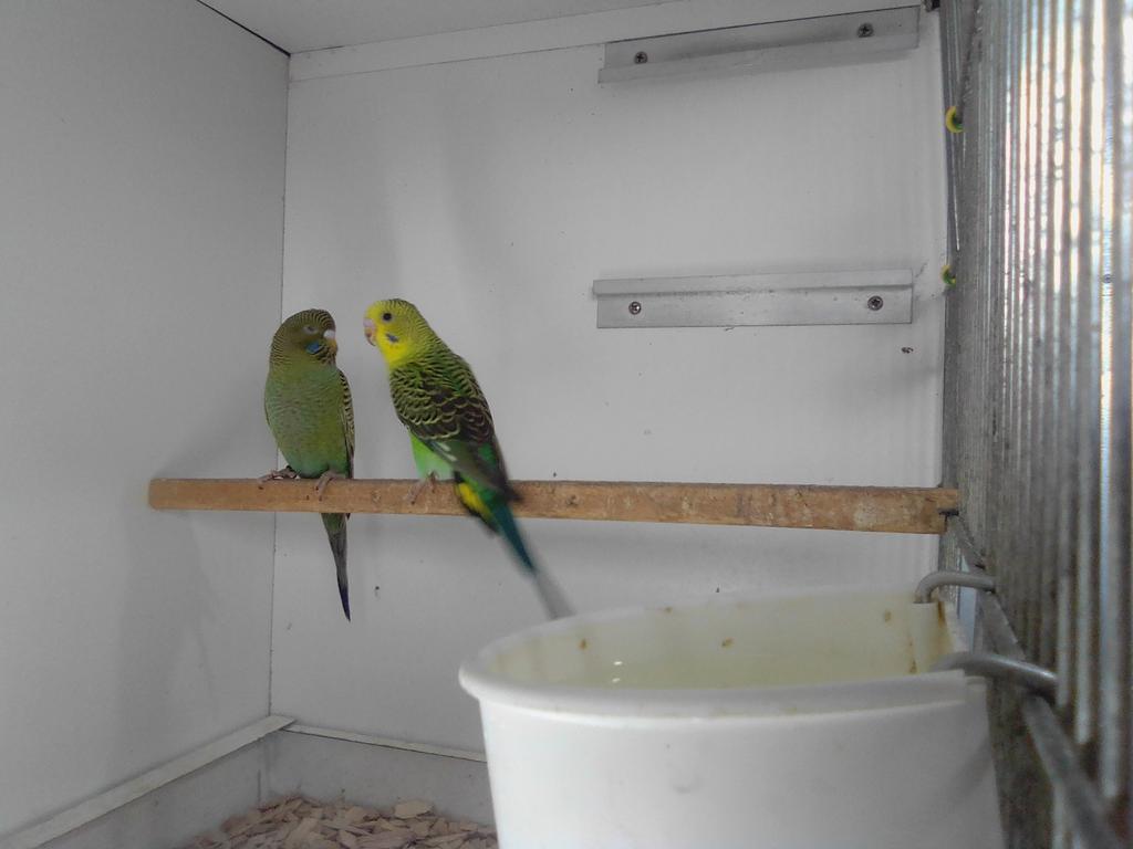 Mooi koppeltje blackface x blackwing, Dieren en Toebehoren, Meerdere dieren, Parkiet, Geringd