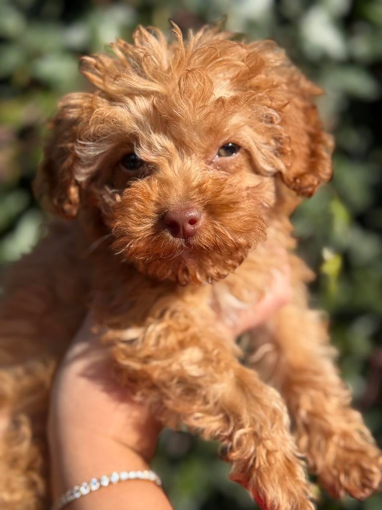 Maltipoo pup - reutje - mag vrijdag verhuizen ♥️, Dieren en Toebehoren, Honden | Chihuahua's en Gezelschapshonden, Parvo, 8 tot 15 weken