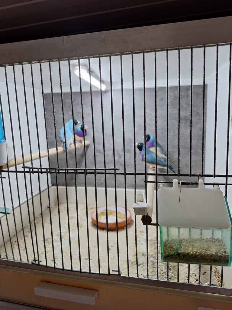 Blauwe Gouldamadines, Dieren en Toebehoren, Vogels | Overige Vogels, Meerdere dieren