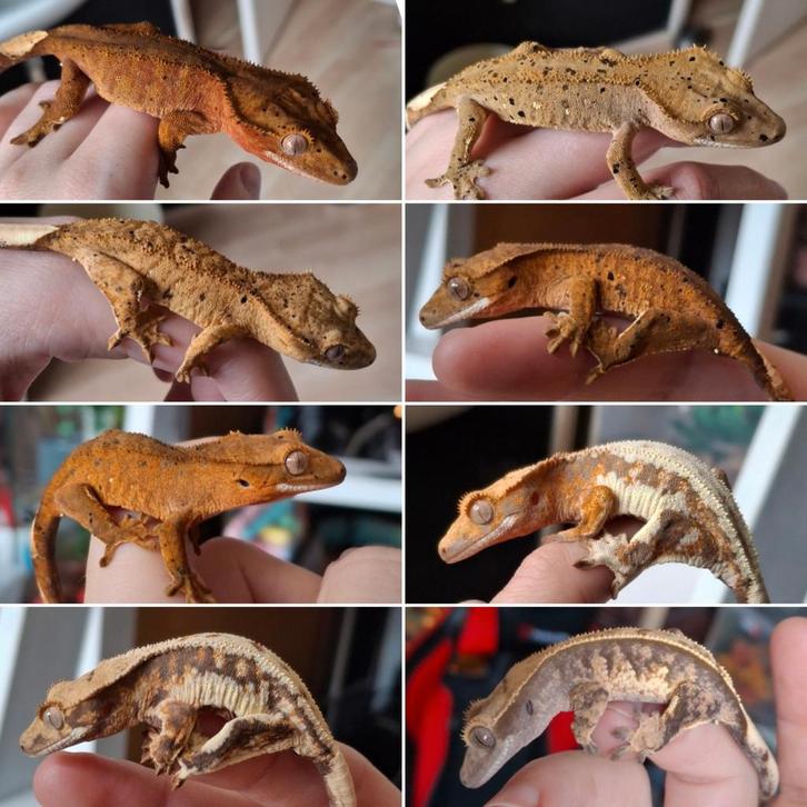 Voor Expo Houten! 8 jonge wimpergekko's/crested geckos (4.4) Crested Gecko - unknown for sale from Lotus' Creatures
