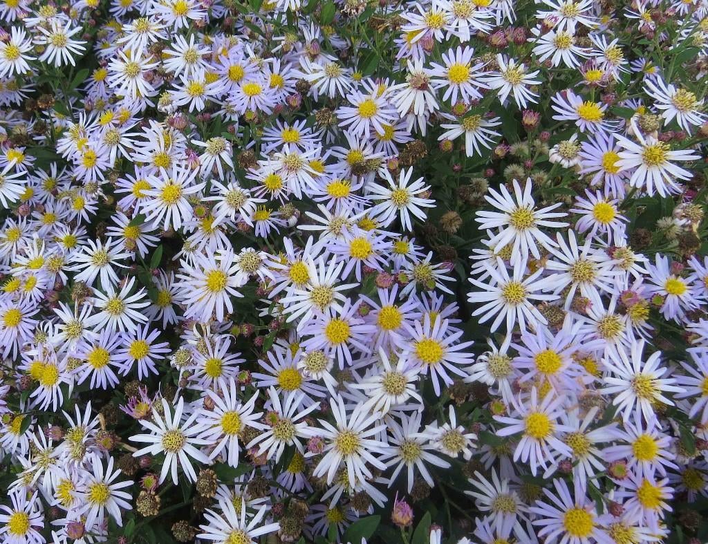 Vaste plant : Bosaster 2 euro, Vaste plant, Halfschaduw, Zomer, Ophalen
