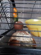 Te koop 2 agapornissen, Meerdere dieren, Dwergpapegaai of Agapornis, Tam