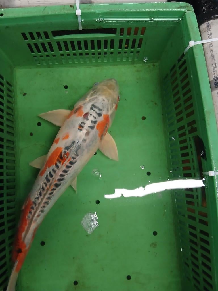 Doitsu kujaku van 55 cm, Karper of Koi