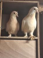 Taklla, Dieren en Toebehoren