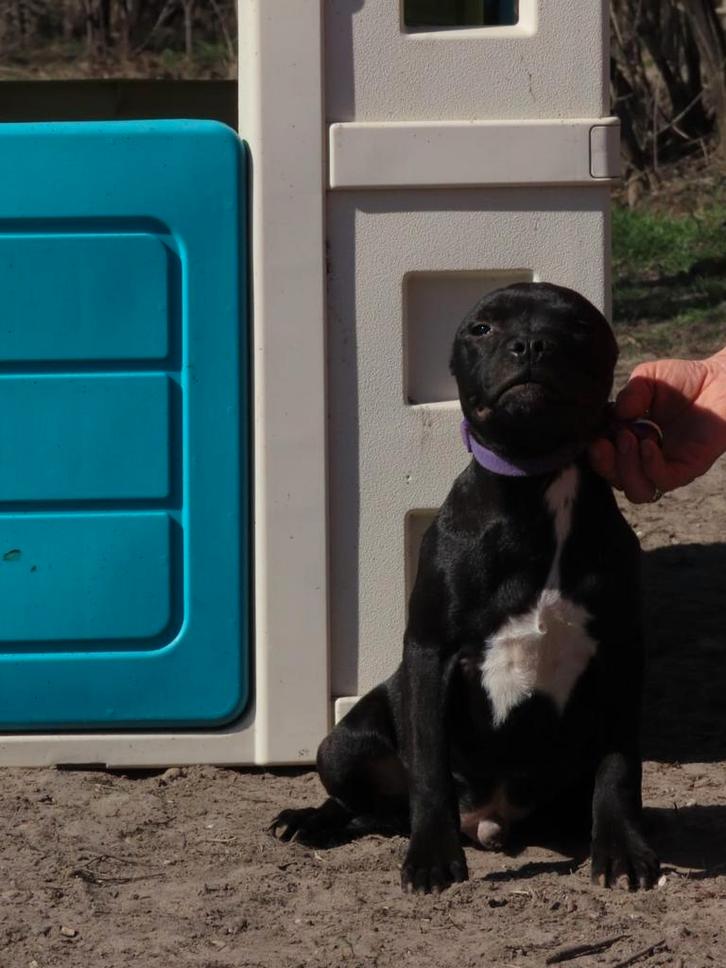 Leuke Staffordshire bull terriër pups beschikbaar, Dieren en Toebehoren, Honden | Jack Russells en Terriërs, Meerdere dieren, Overige rassen