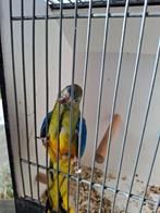 Turquoisine pop 2024, Dieren en Toebehoren, Vogels | Parkieten en Papegaaien, Vrouwelijk, Parkiet