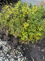 Japanse hulst - gratis 300 struikjes, Ophalen, Hulst, Struik, Minder dan 100 cm