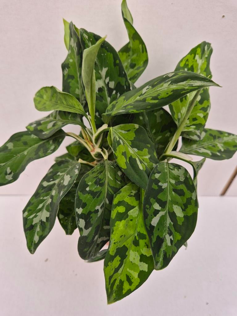 Aglaonema Pictum Tricolor p12, Ophalen of Verzenden, Halfschaduw, Minder dan 100 cm