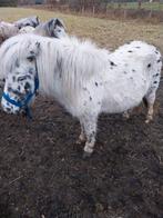 6 en 13 jarige appalooze merries, Merrie