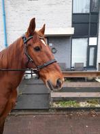 Gezocht verzorger/ster voor oudere ruin, Dieren en Toebehoren, Ophalen of Verzenden