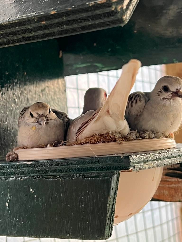 Koppel jonge Diamand duifjes, Meerdere dieren, Overige soorten