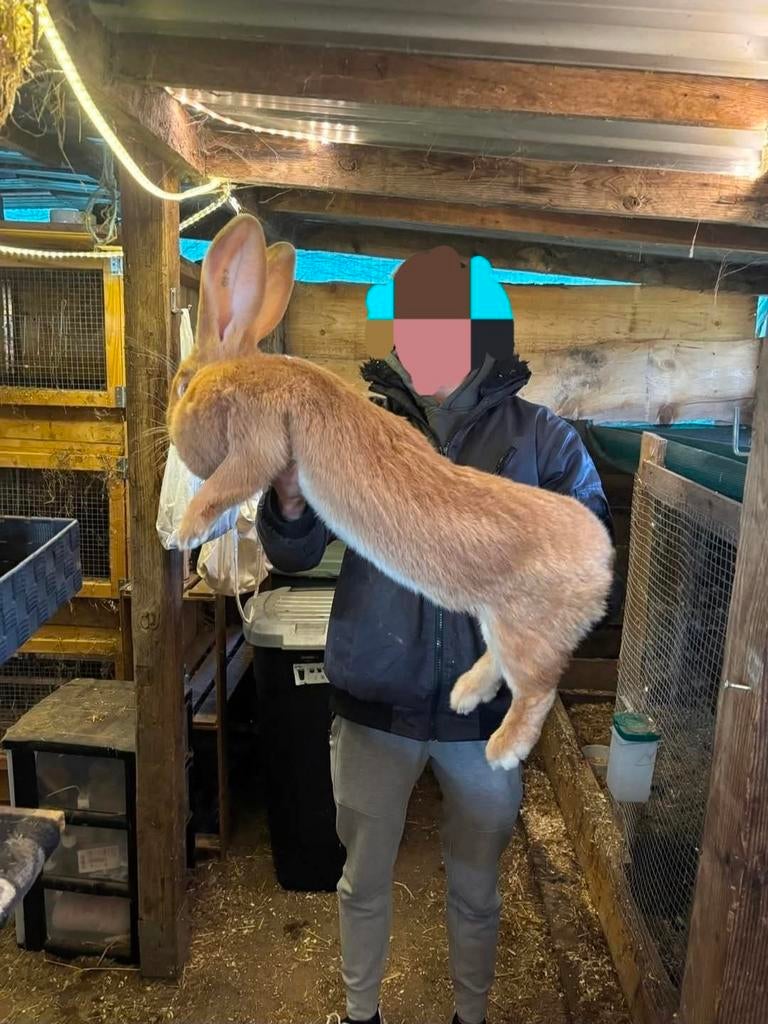 Ras echte gele vlaamse reuzen, Dieren en Toebehoren, Konijnen