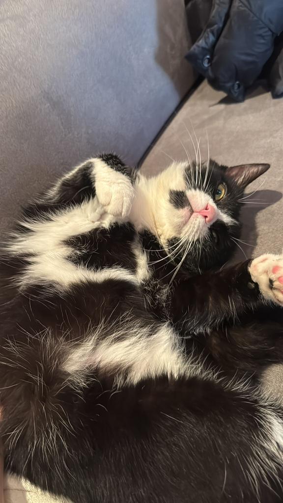 Kater gratis, Dieren en Toebehoren, Katten en Kittens | Raskatten | Korthaar, Kater