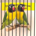 Koppel agapornis personata, Meerdere dieren, Dwergpapegaai of Agapornis