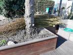 Wilgenscherm (gratis wilgentenen), Ophalen, 3 tot 6 meter, Hout, 1 tot 2 meter
