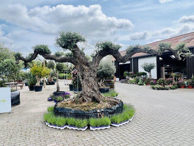 Olijfboom pon-pon - Olea Europaea - Stamomvang 175 - 200 cm, Tuin en Terras, Planten | Bomen, Olijfboom, 250 tot 400 cm, Volle zon