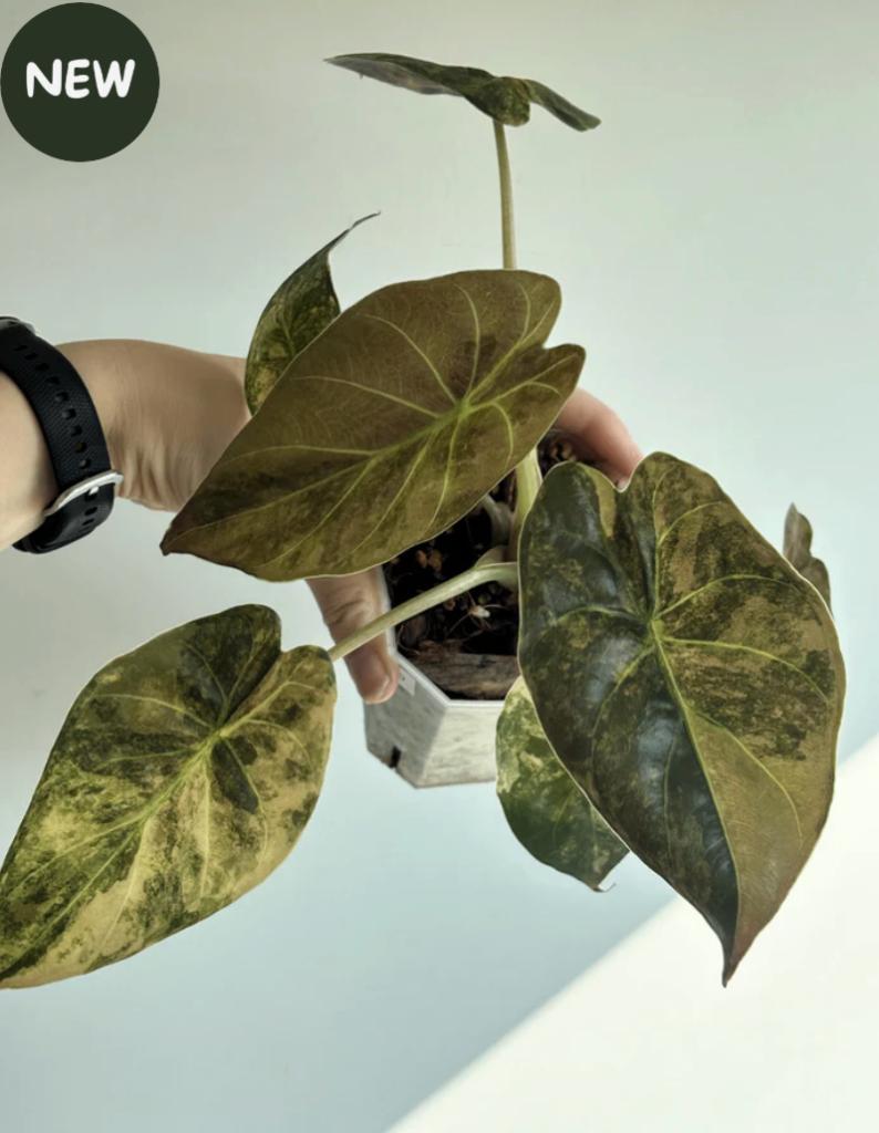 Alocasia Wentii Gold Variegated, Ophalen of Verzenden, Halfschaduw, Minder dan 100 cm