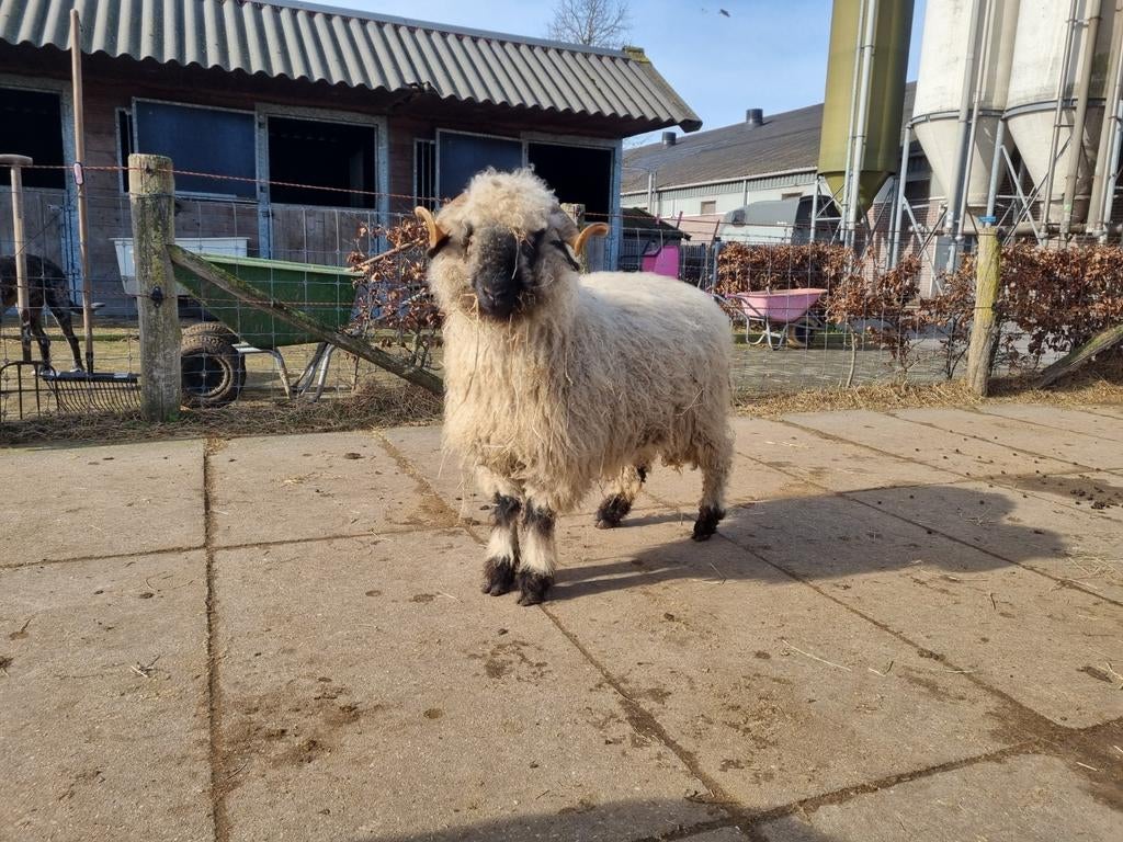 Walliser schwarznase ooien, Vrouwelijk, Schaap