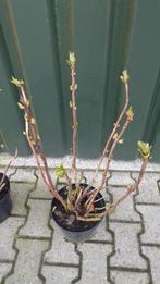 Boerenhortensia Dark Angel, Volle zon, Vaste plant, Zomer, Ophalen