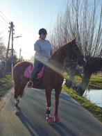 Gezocht: Fijne, rustige stal, Dieren en Toebehoren, Stalling en Weidegang, Weidegang