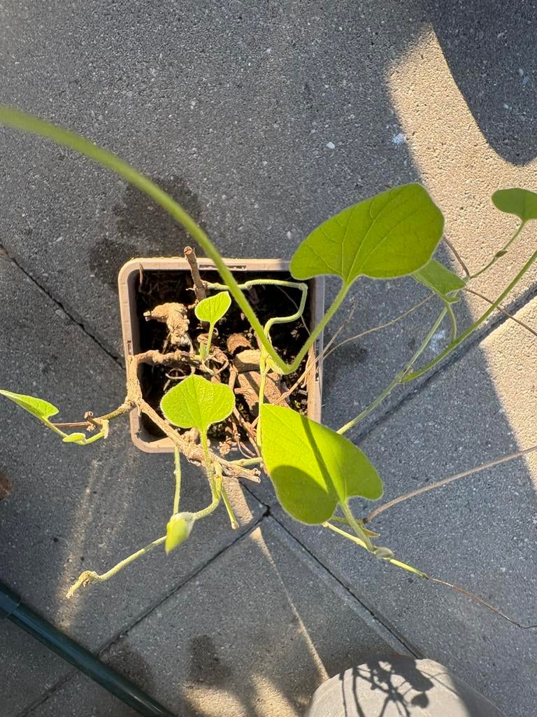 Aristolochia / Duitse pijp, Ophalen of Verzenden, Overige soorten, Volle zon