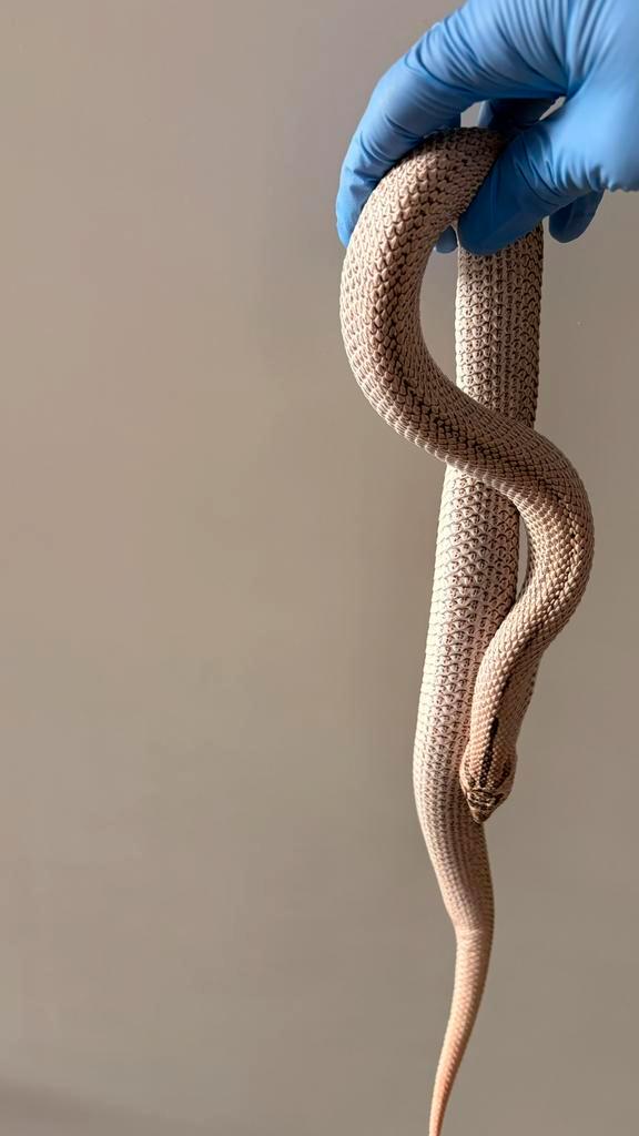 Heterodon Nasicus 0.1 Super Arctic Super Conda het albino Hognose Snake - female for sale from Daniel