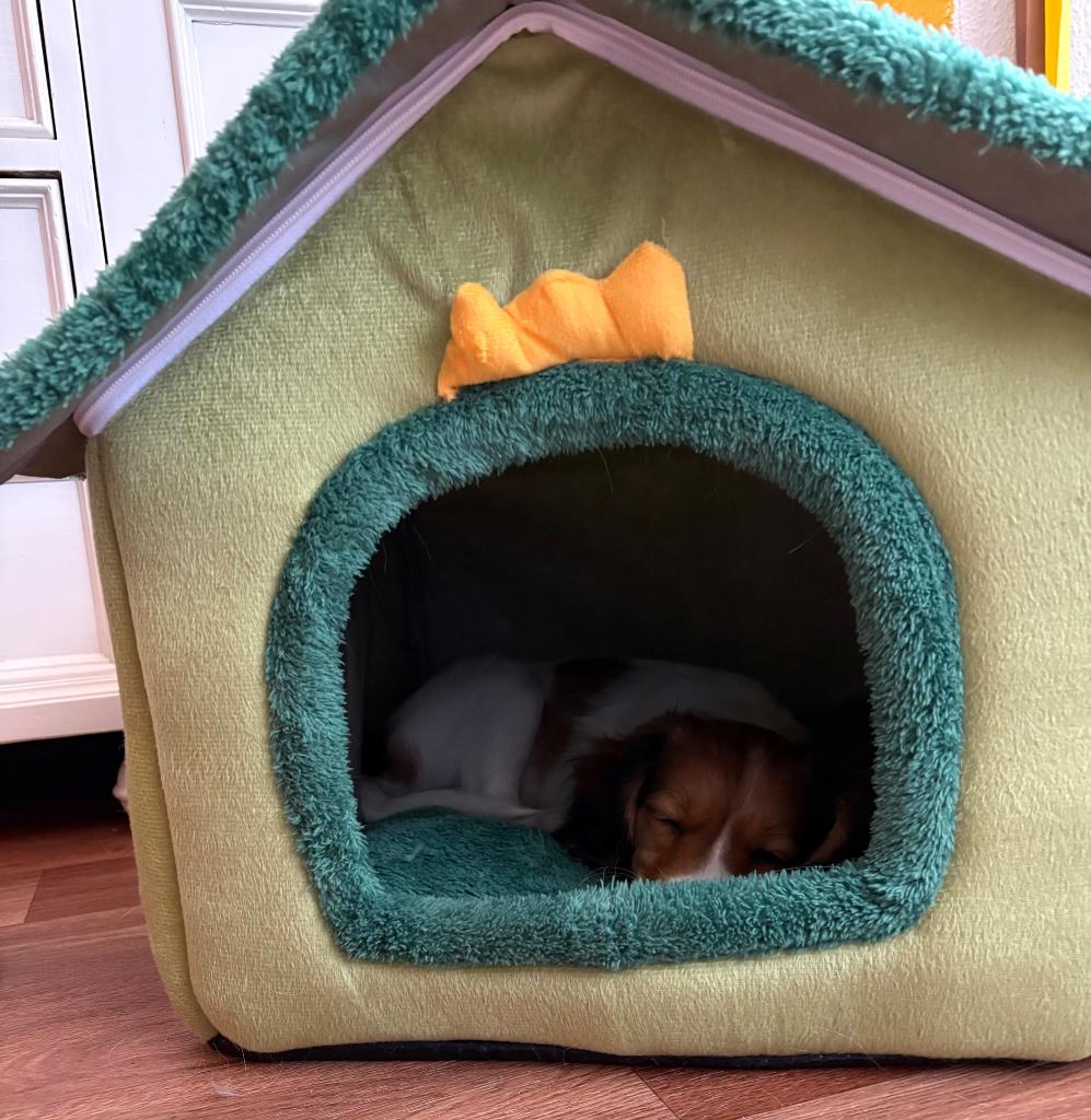 Hondenhuisje puppyhuisje, Ophalen of Verzenden, Zo goed als nieuw, Pluche