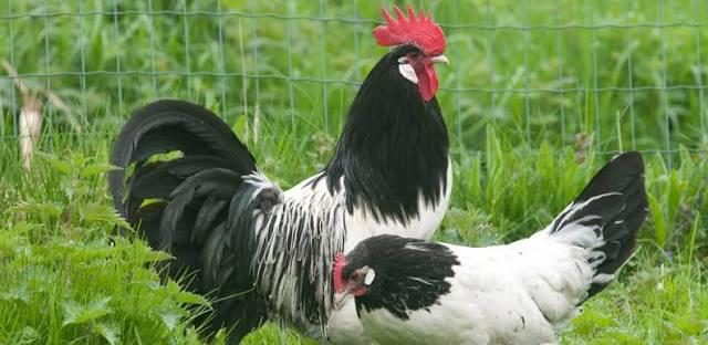 Broedeieren Lakenvelder hoen, Dieren en Toebehoren, Pluimvee, Geslacht onbekend, Kip